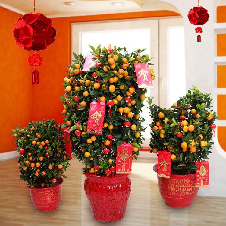 什么花寓意发财好运吉祥,寓意平安招财鸿运的干花