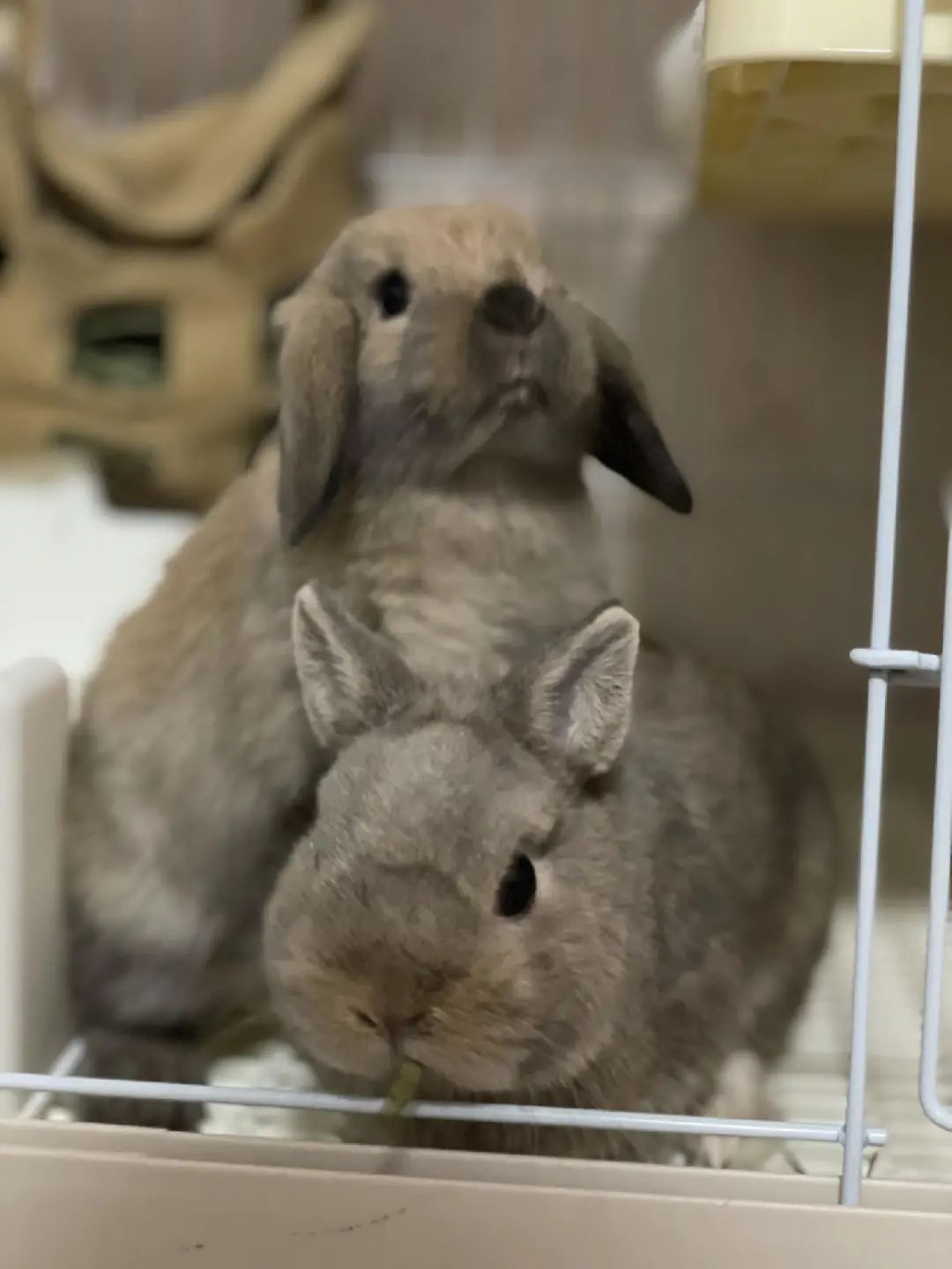 兔年流行养兔？千万别冲动