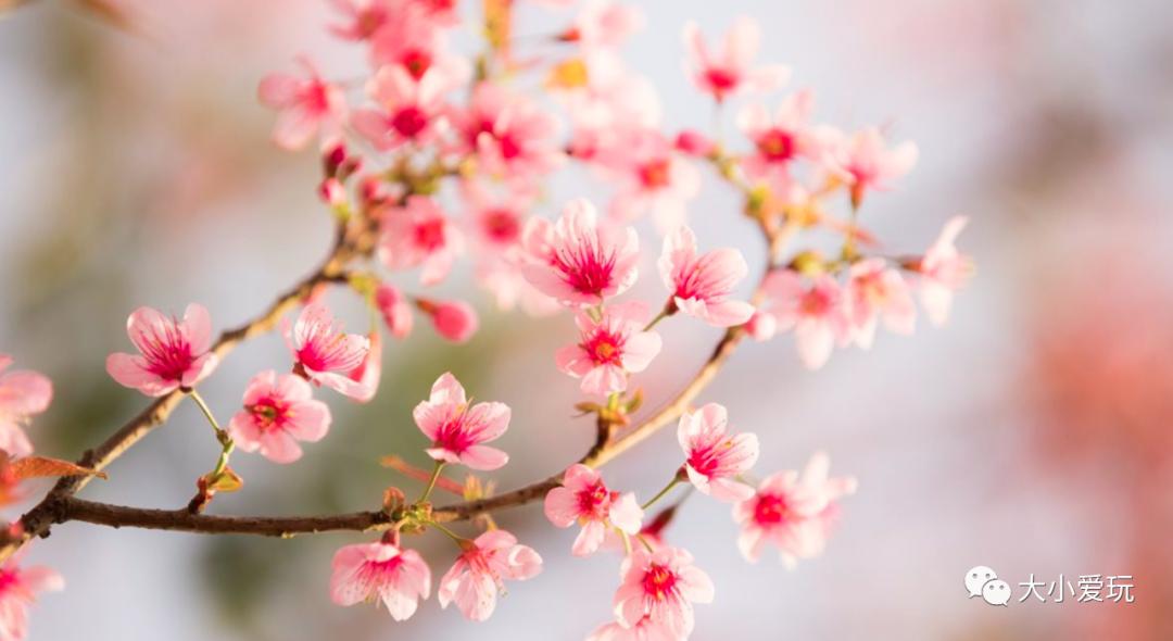 超级美的樱花美景全景,浪漫樱花海美景图