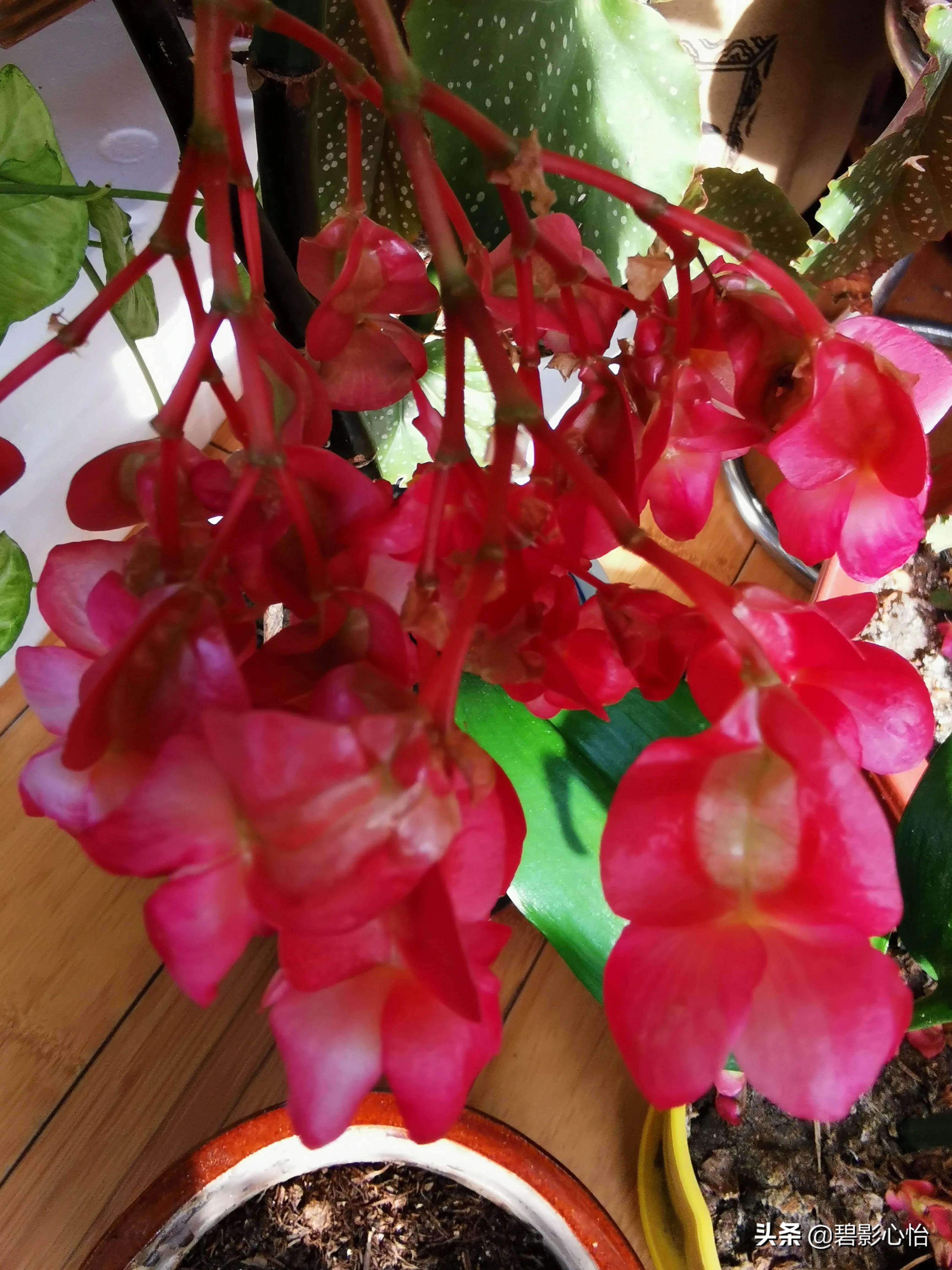 竹节海棠怎么养又粗又壮,竹节海棠怎么养叶片又宽又大