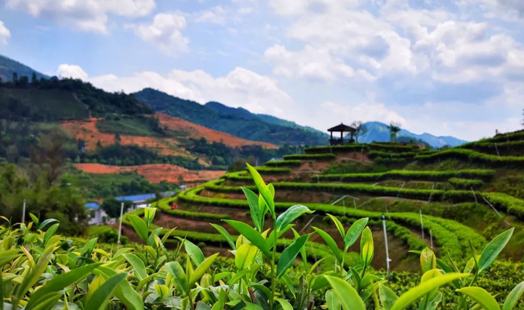 双洋南洋水仙在洋作者：詹鄞森