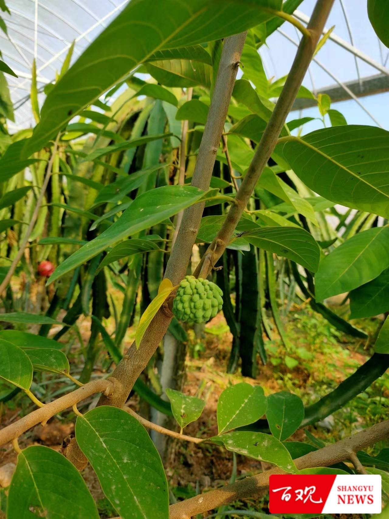 种植大户陈伟祥说：我要把“务农”这碗饭从苦吃到甜