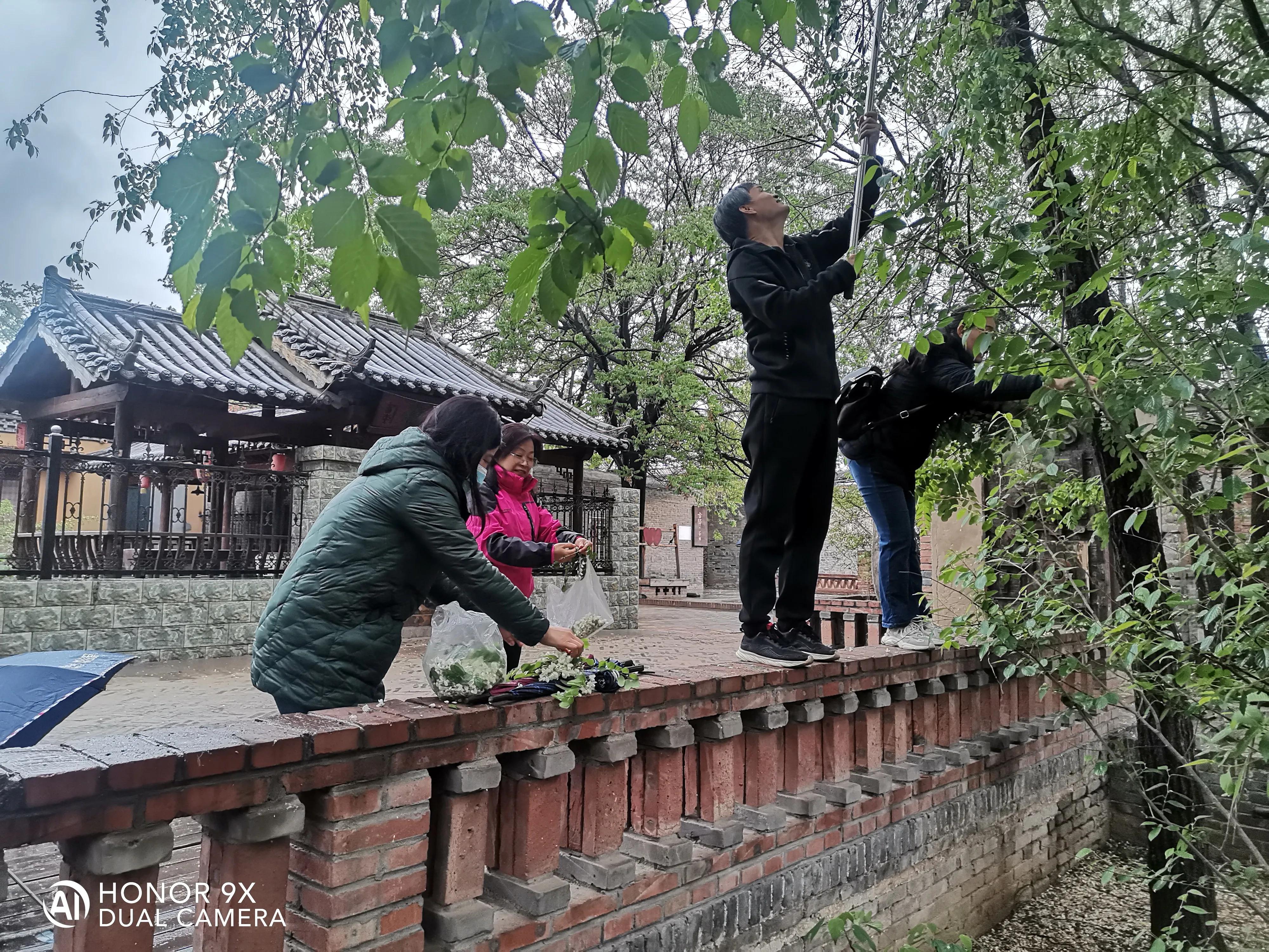摘槐花的最佳时间和方法,摘槐花神器可伸缩10米