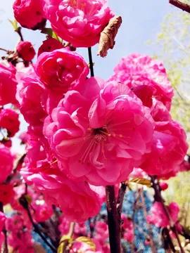 榆叶梅，开花时既见花也见叶，其实不是梅花呢