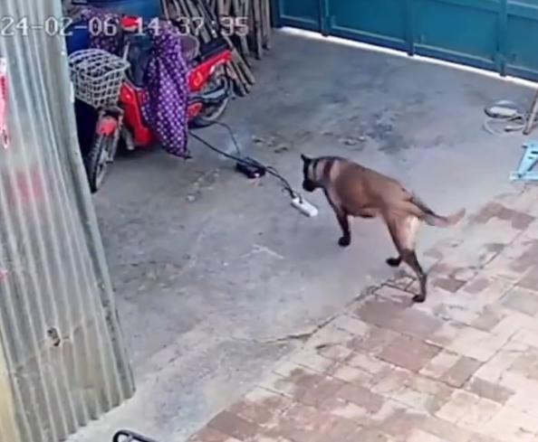 火灾应急救援方法,火灾中犬救主人