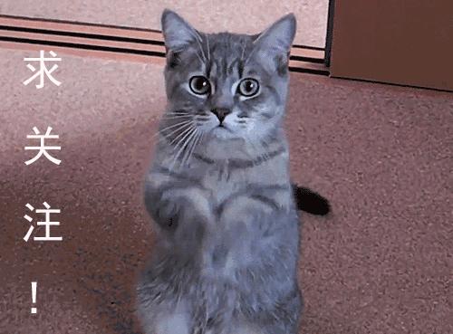 狗的名字是决定性格吗,狗狗名字的特点