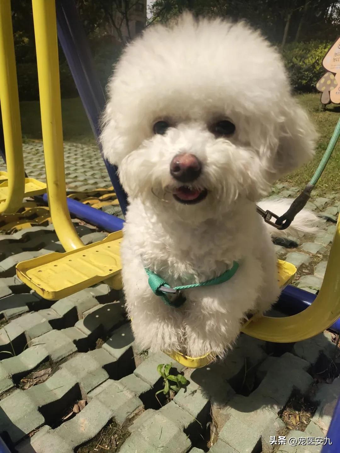 比熊狗神经炎能治好吗,比熊小狗神经炎啥原因引起的