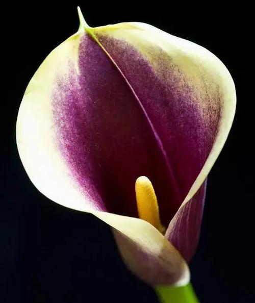 马蹄莲花开是什么样子,马蹄莲花开多少天