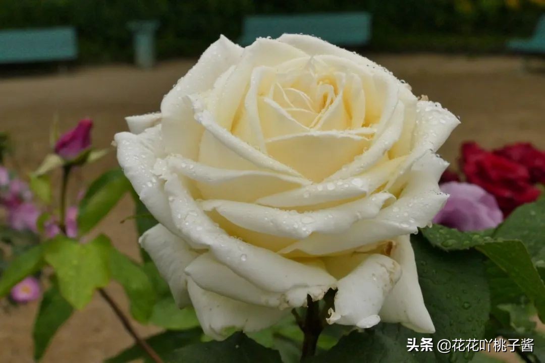 月季花纯香水,月季香水推荐