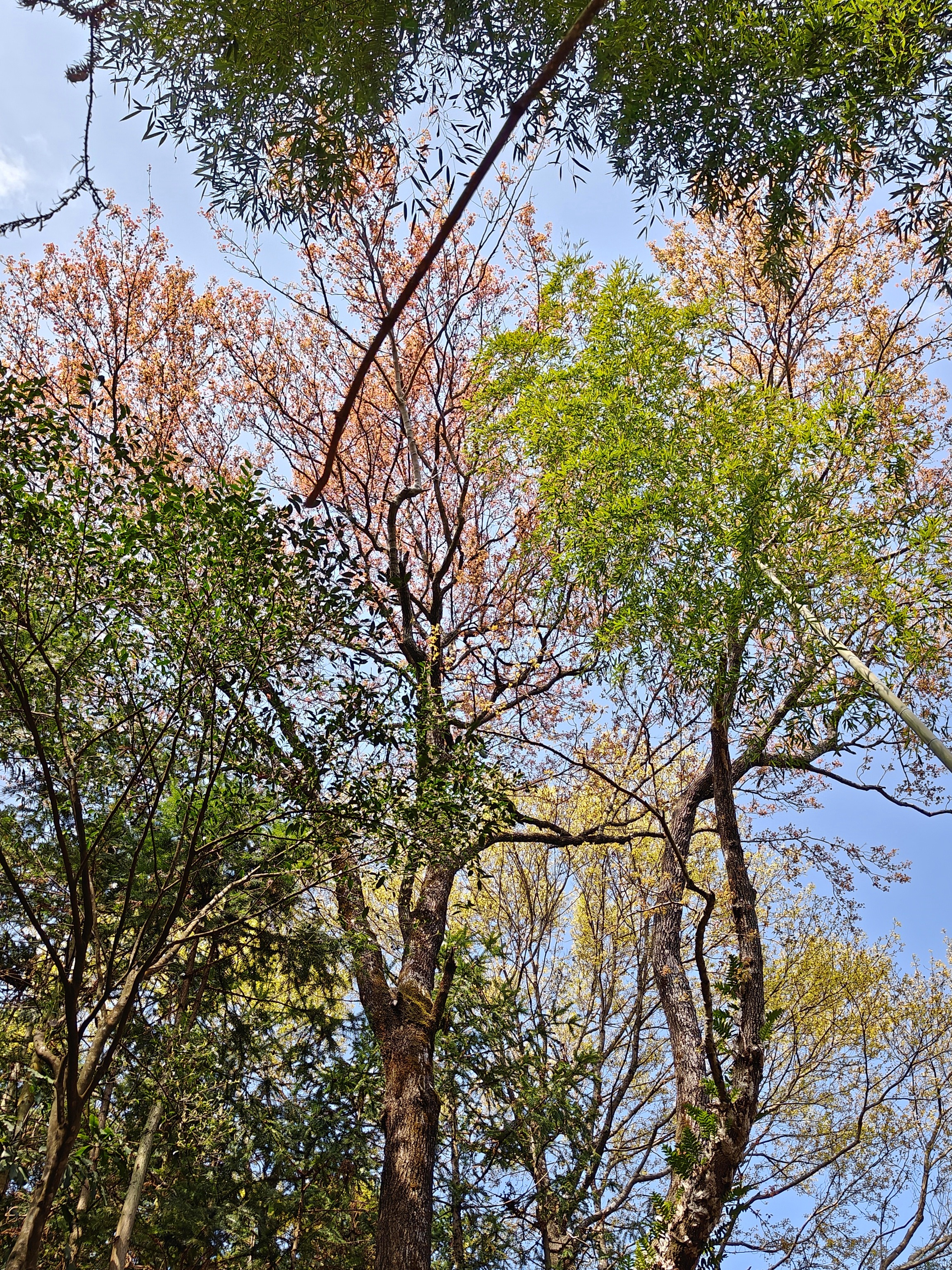 徒步三叠井森林公园，拥抱采兰溪，走进大自然