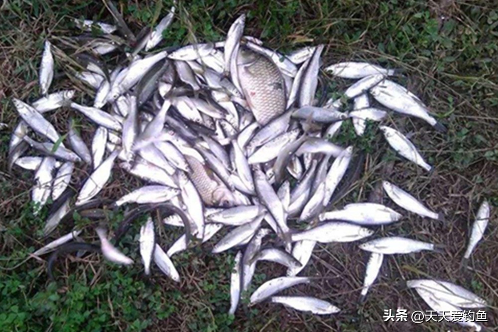 野钓急流水的最好钓法图解,钓鱼技巧传统钓法图解大全