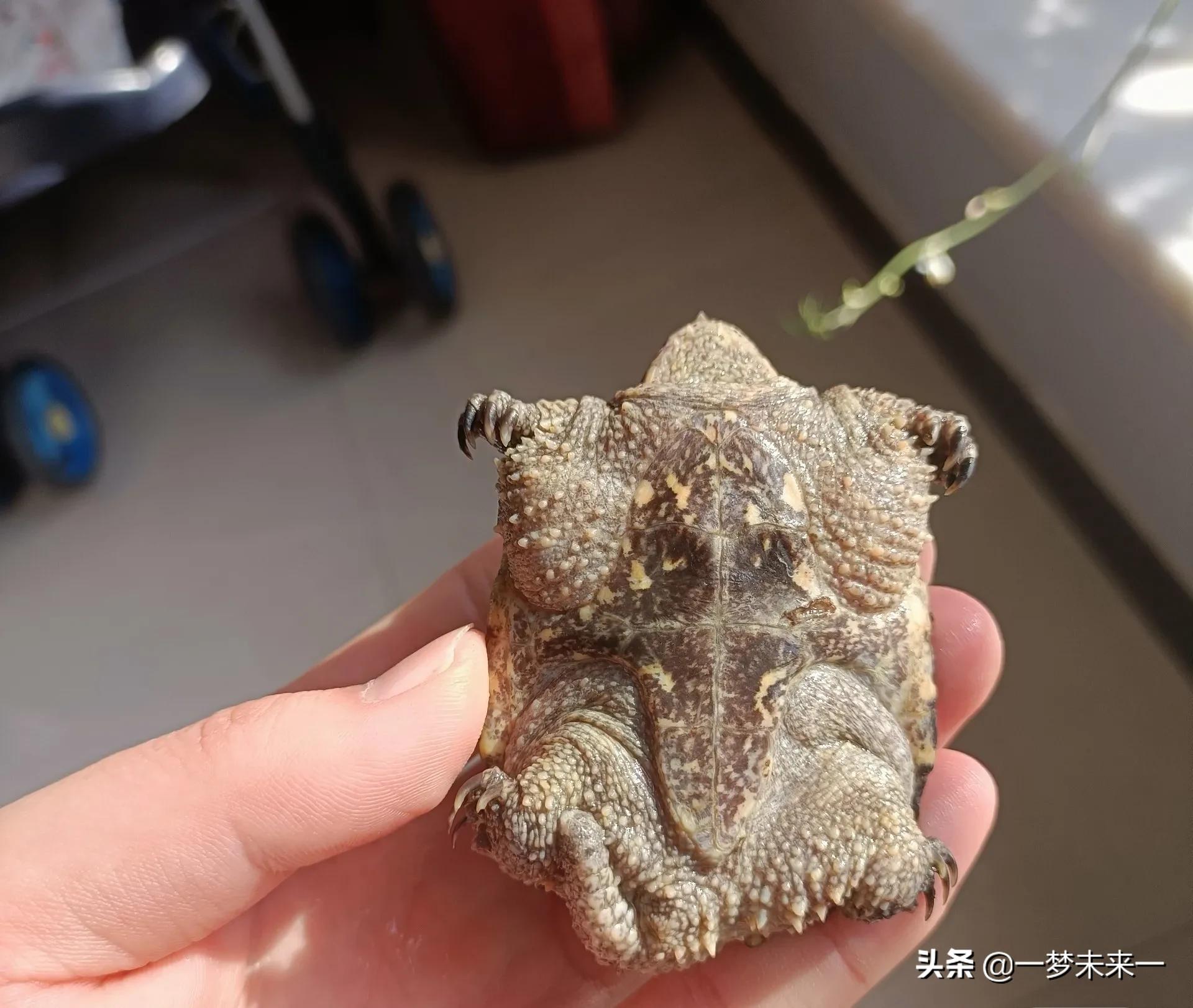 家养小鳄龟用什么水质不会得病,家里养特别小的小鳄龟视频