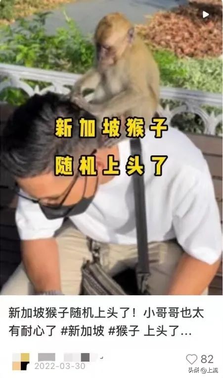 男孩景区遭鹈鹕灌顶,男孩被醍醐灌顶在什么景区