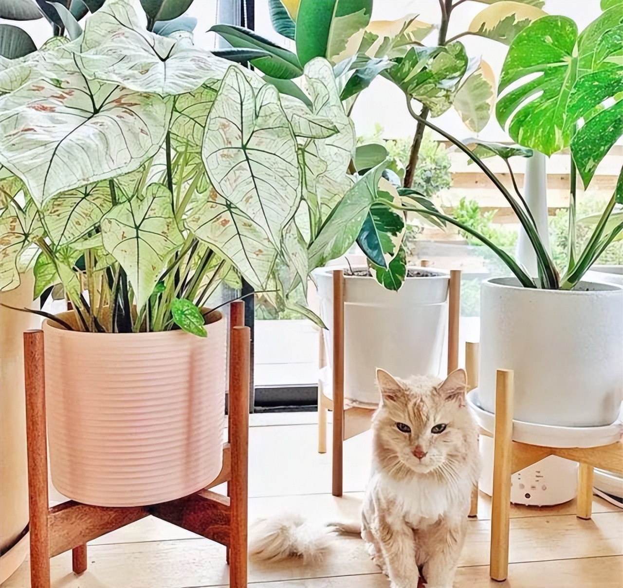 适合室内养的耐阴花和植物,就养这10种耐阴花比绿萝都好养