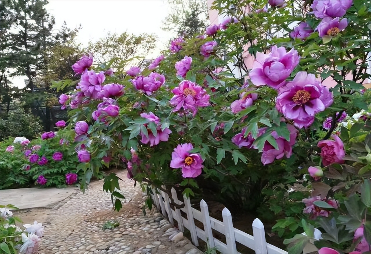 庭院种植满树花好不好风水,农村小院栽什么树旺宅