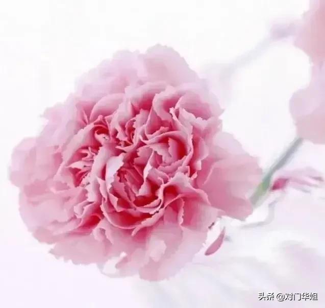 不朽的母爱,不朽的母爱全文