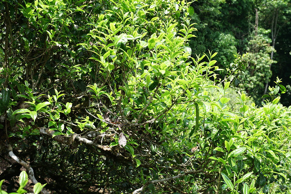 南糯山上的普洱茶香，云雾缭绕适宜古茶树生长