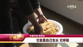 男子捡到太岁天天喝水,记者在河边采访村民捡到太岁