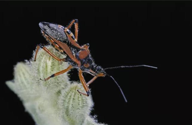 动物界中最可怕的父母们,动物界最高等和最低等