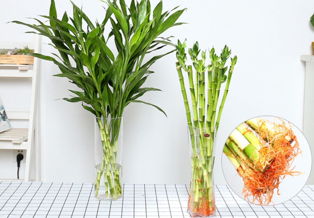 刚买的富贵竹怎么养容易生根,富贵竹怎么养能快速生根不黄叶