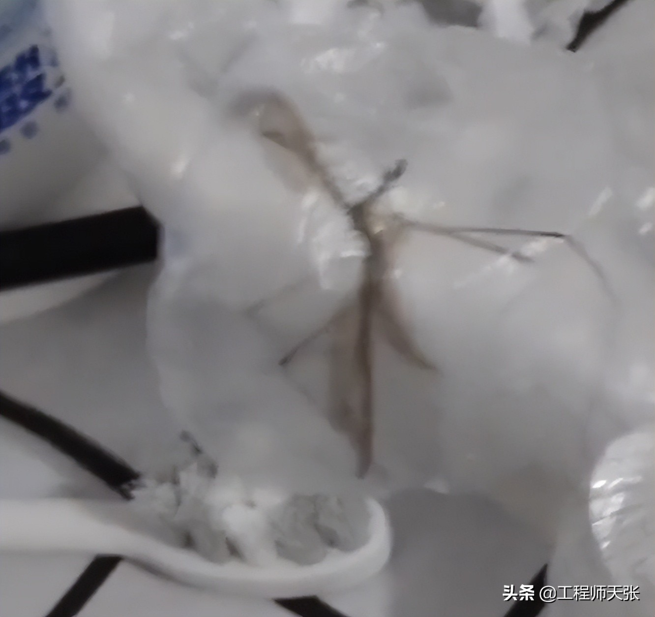 网友捕捉巨型蚊子,男子在帐篷里抓到巨型蚊子