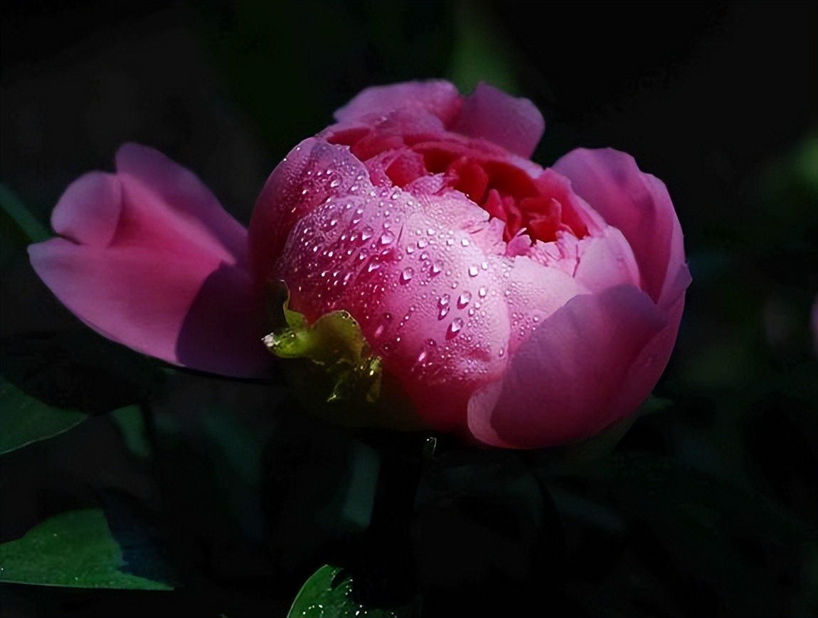 中国十大名花排行榜及图片,中国十大名花明细