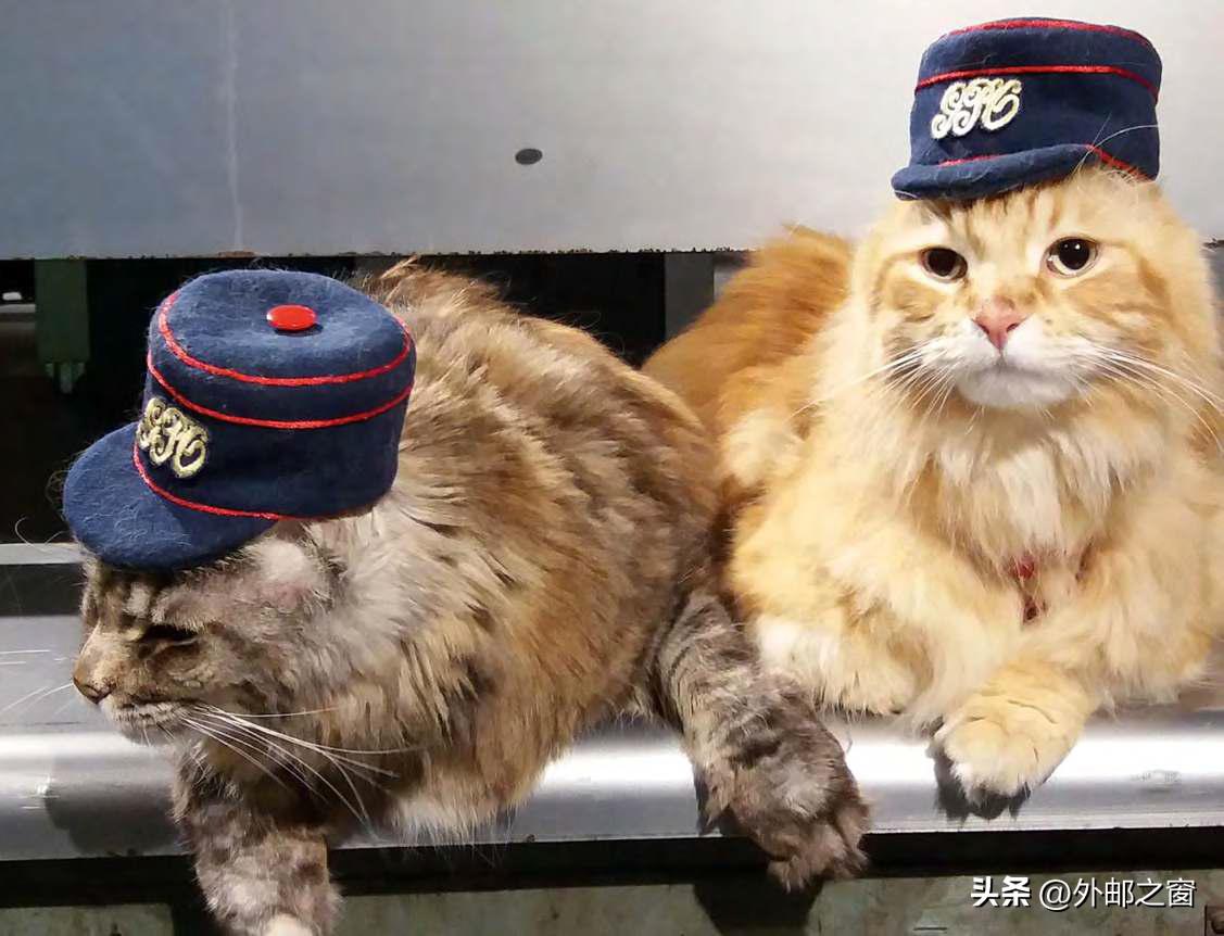 听说过吗?这些猫为邮局打工,还发工资!