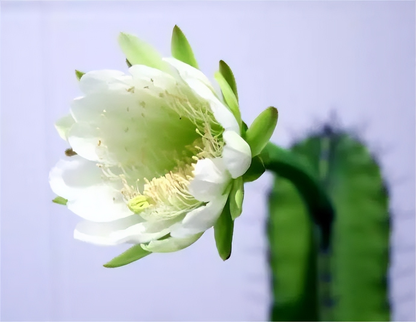 沙漠玫瑰和仙人掌,沙漠之花仙人球开花