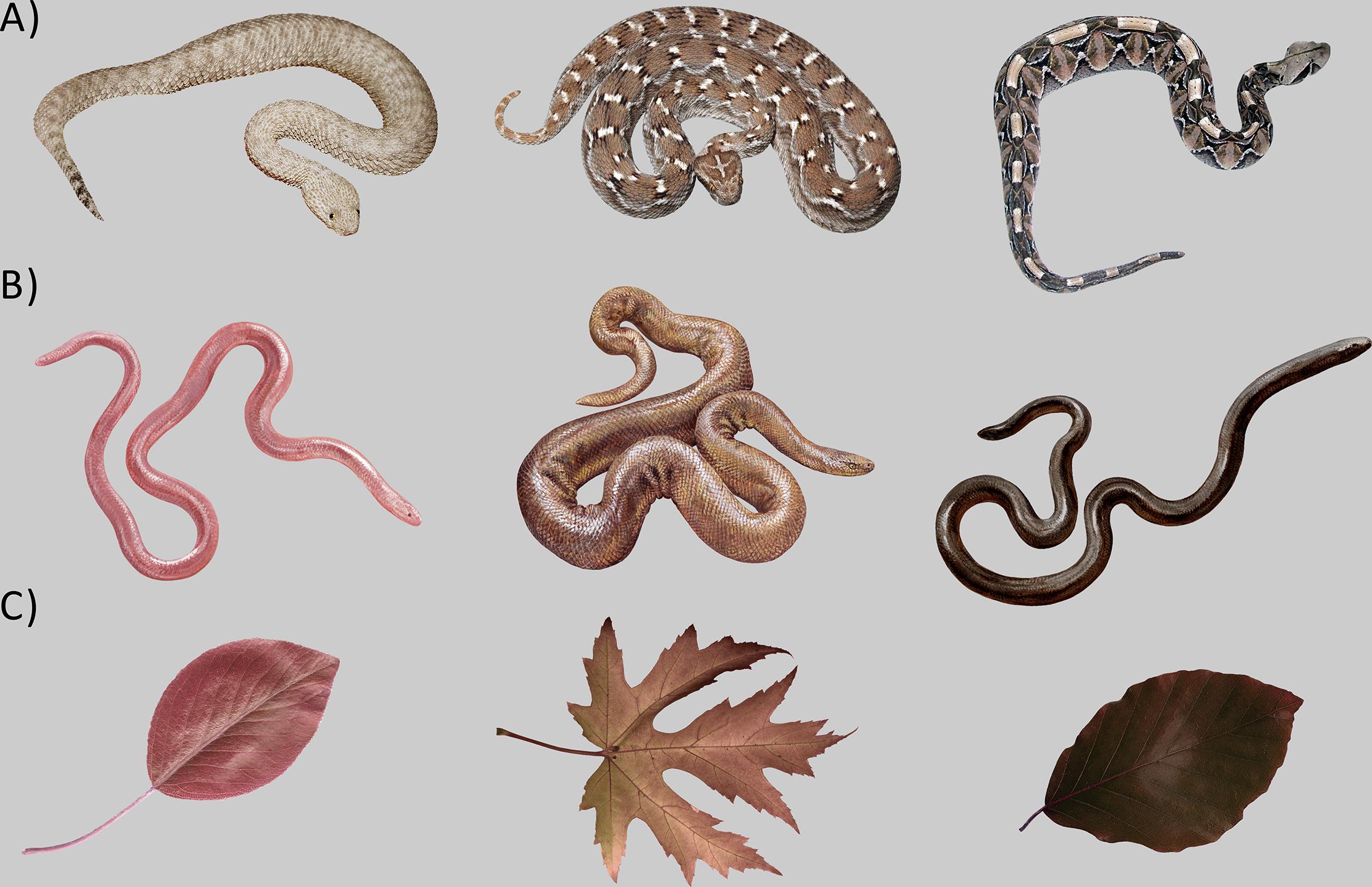 世界第一剧毒蛇,三角形的中国剧毒蛇