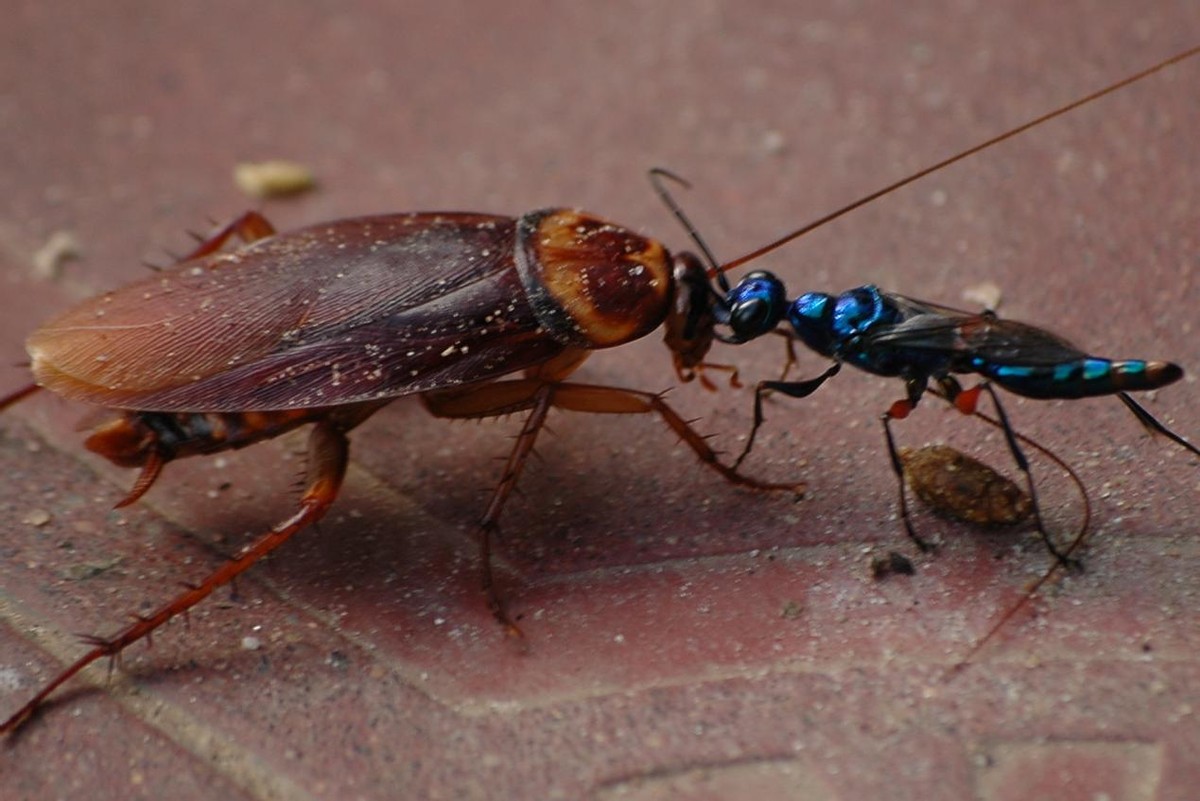 蟑螂的噩梦：自然界的“摄魂怪”，把蟑螂变成傀儡，让它主动赴死