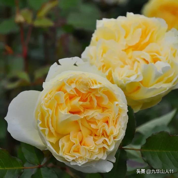 大花胖美人月季有几个品种,适合阳台养的大花月季品种