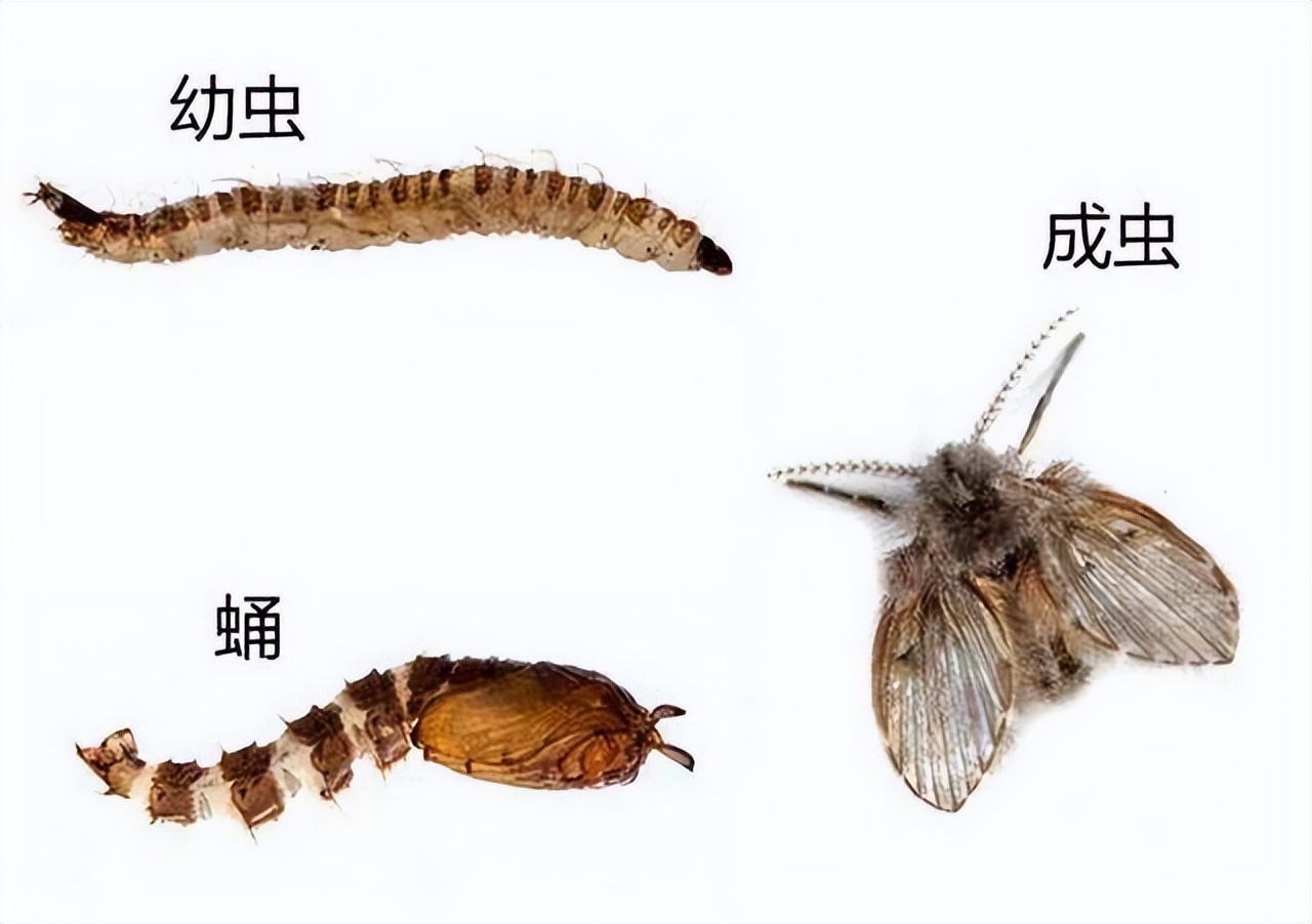 你家厕所里有这种小飞虫吗？它发起飙来医生也怕，教你3招消灭它