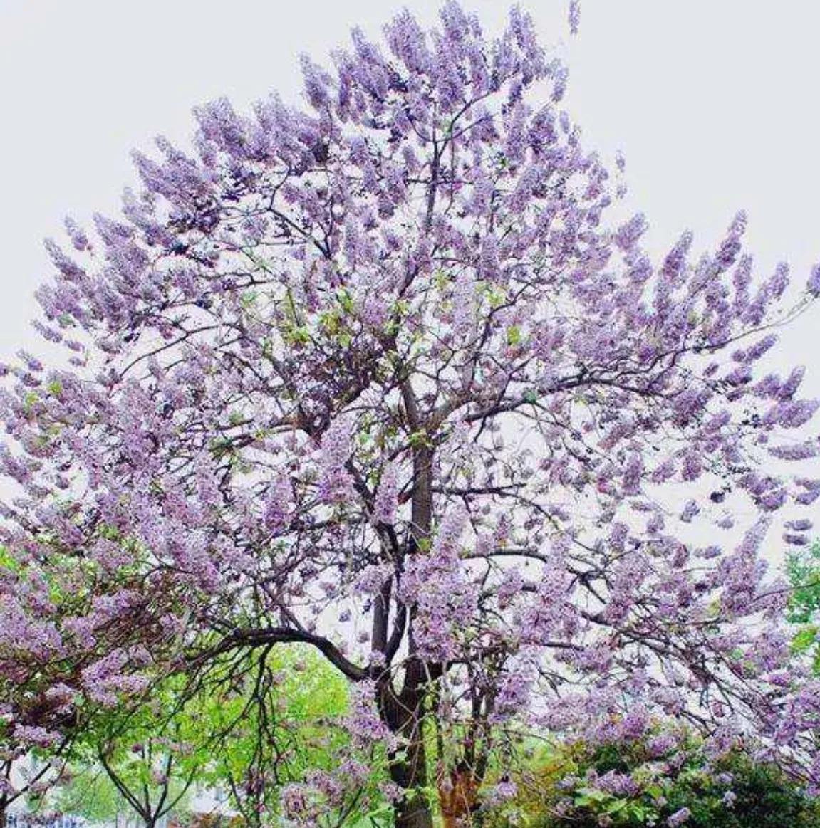 赏花旅游种什么花,春季去公园踏青上百种花让人眼花