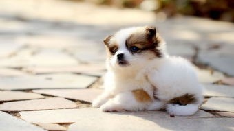 狗狗老是干呕是怎么回事,狗狗总是干呕怎么回事该怎么办