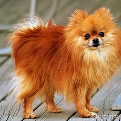 小型护卫犬什么犬种最好,小型犬种大耳朵图片