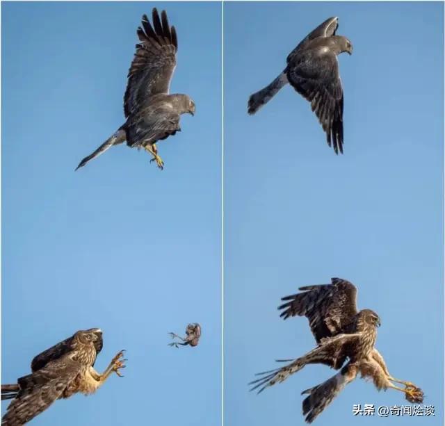 鬣狗捕食动物图片,鬣狗捕杀巨蟒