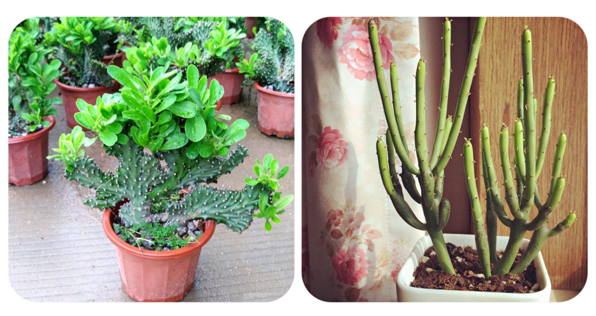 常见有毒花千万别碰,世上有毒的花和植物