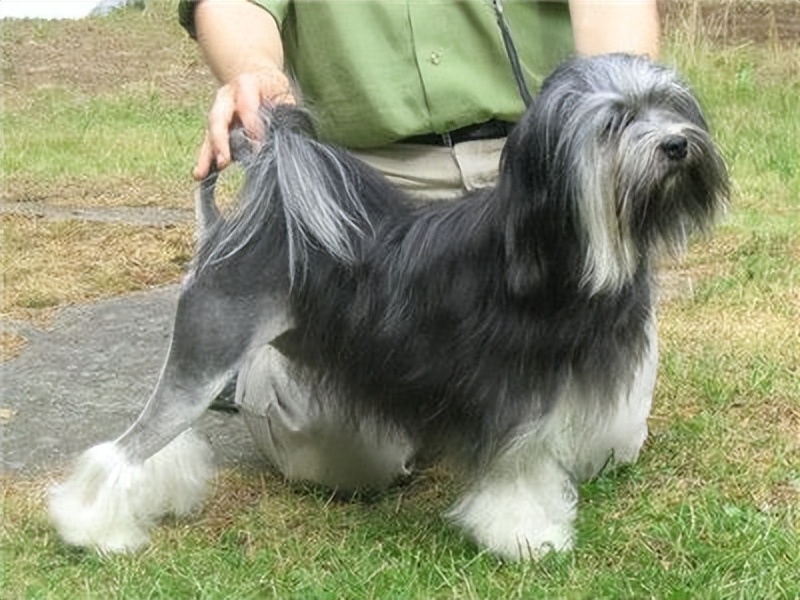 世界上最贵的前十种狗,世界上11种最贵的狗