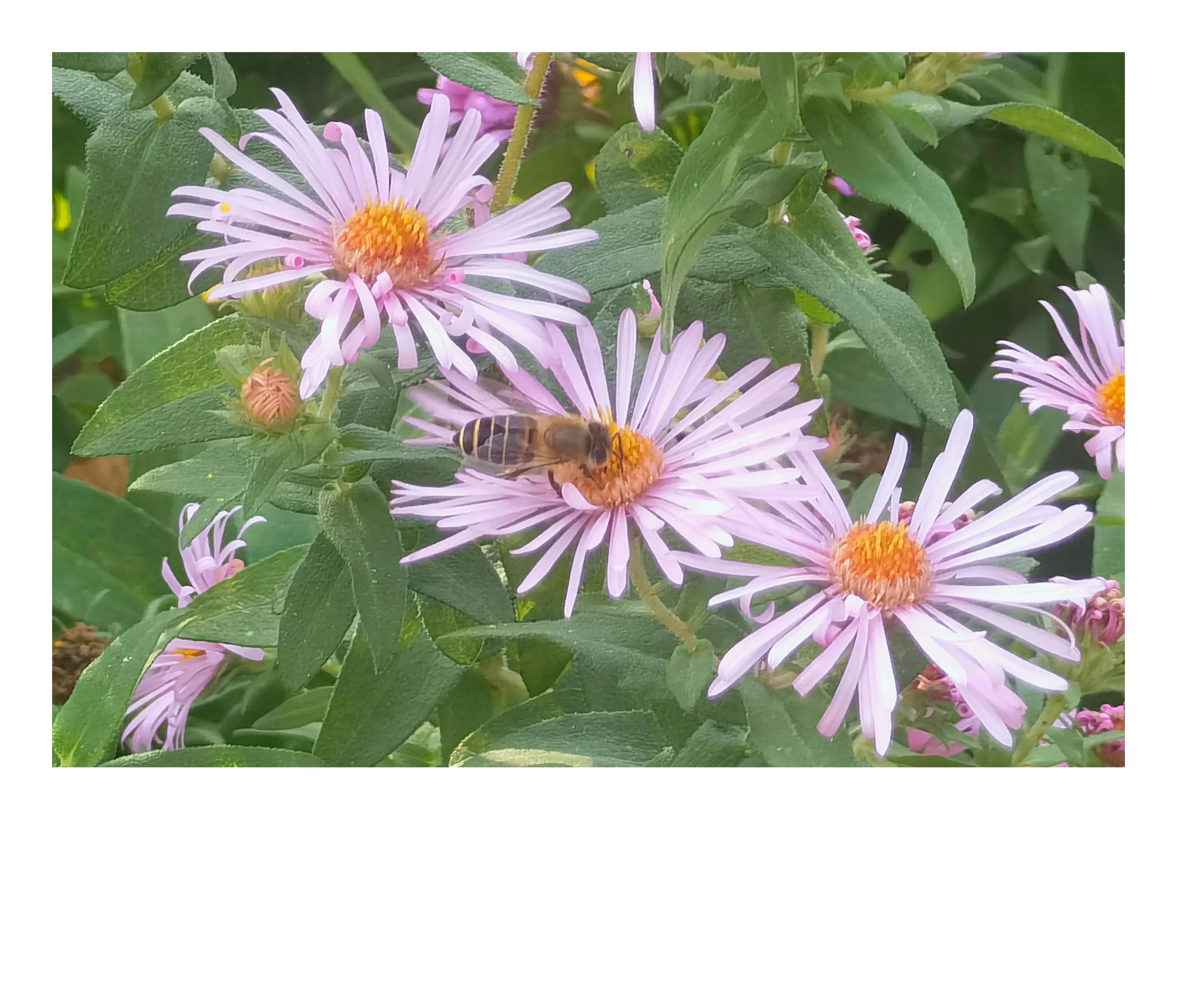 奥森公园里秋意图片,奥森公园的秋花也很漂亮