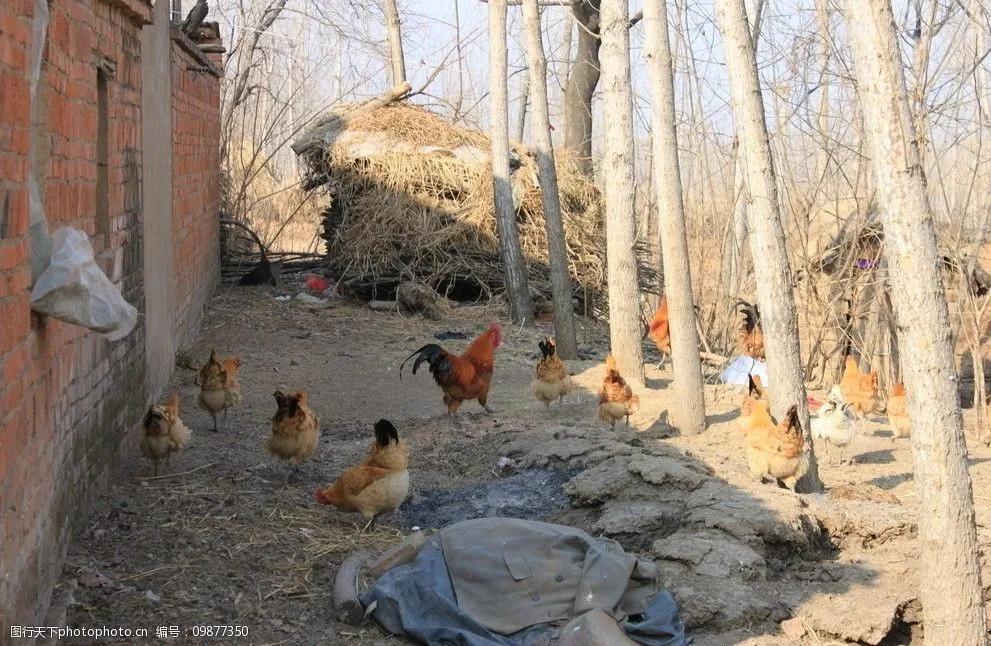 开家禽检疫证明需要什么条件,家禽无检疫证咋办