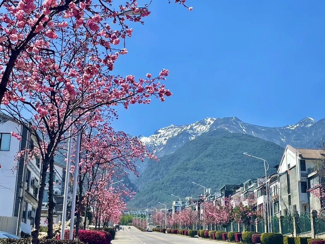 冬季洱海看海鸥最佳地方,这个冬天洱海该有多浪漫