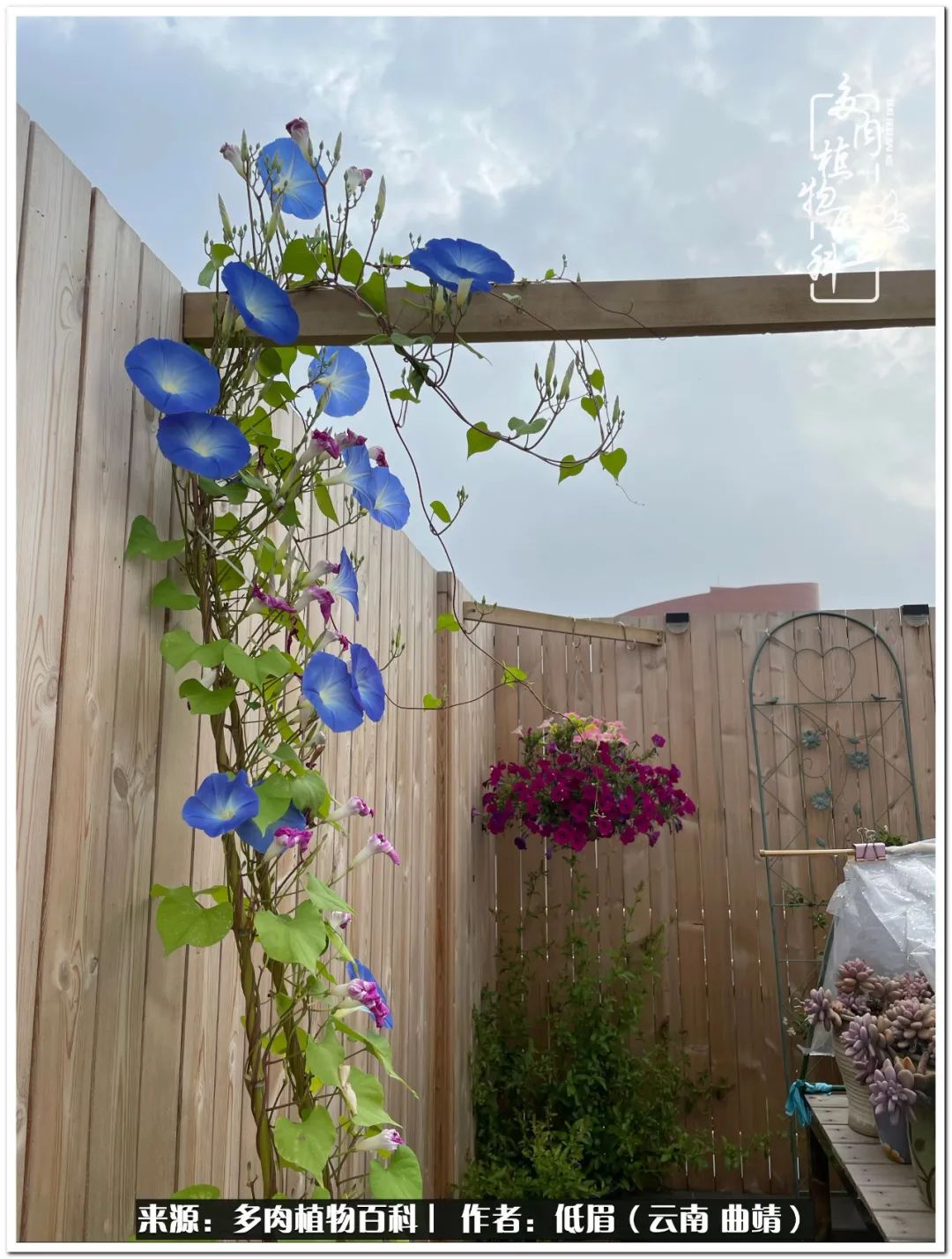 养了8年的多肉,养了七年多肉