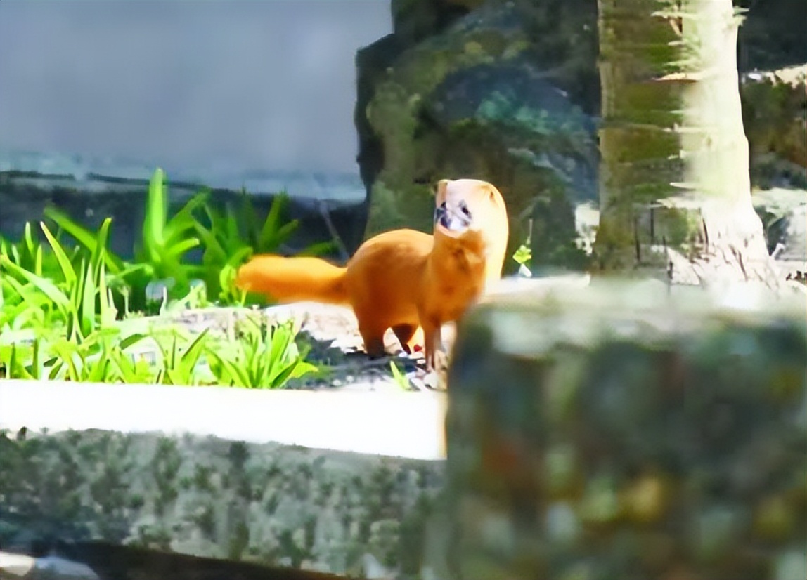 钓鱼佬被抢劫,湖北一钓友常被黄鼠狼“打劫”