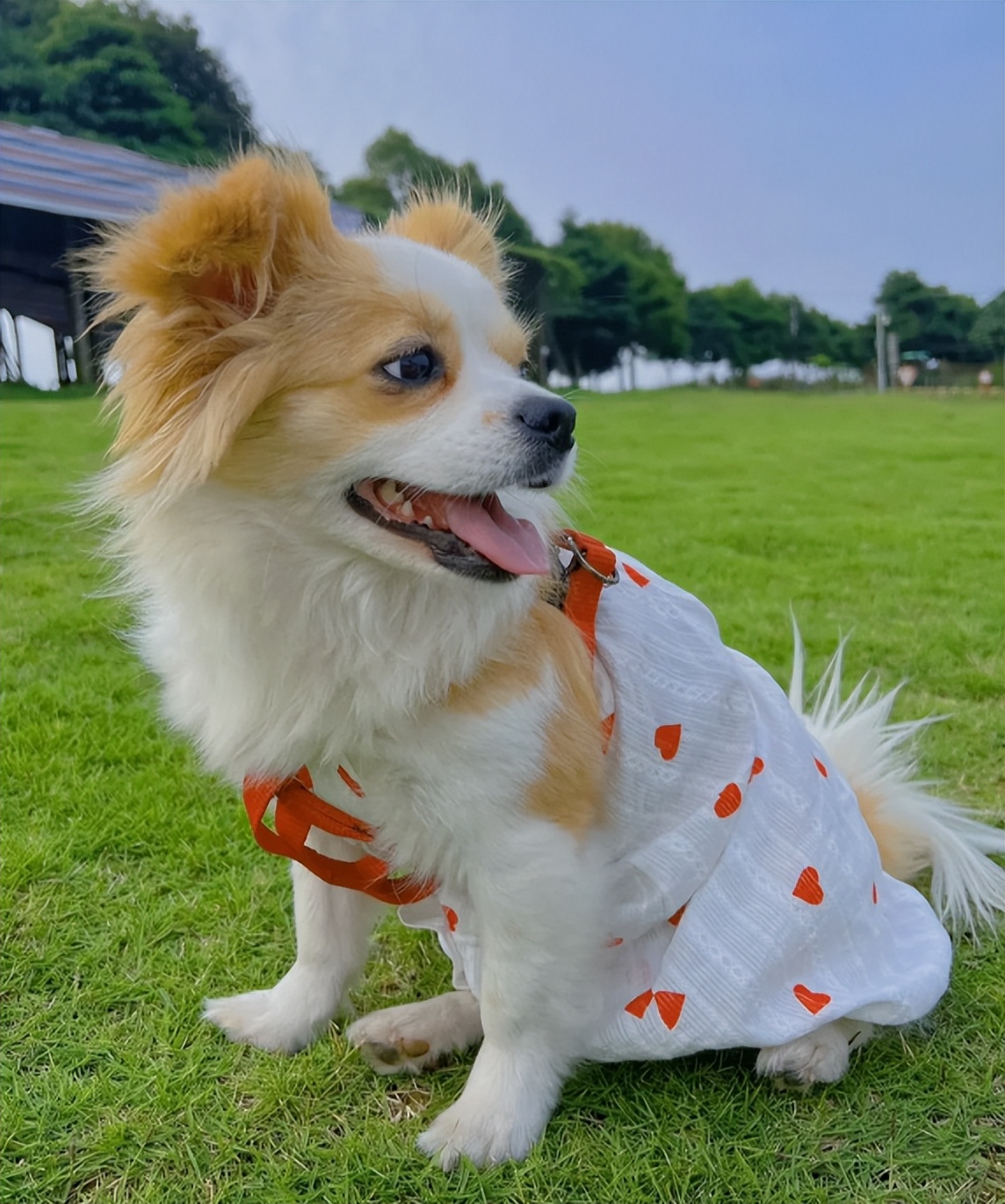 黑白相间的小型犬有什么品种,爱斯基摩犬小型犬品种大全