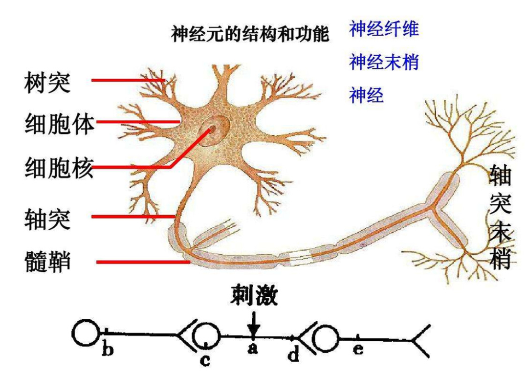 章鱼为什么没有成为食物链顶端,章鱼为什么比人类智商高