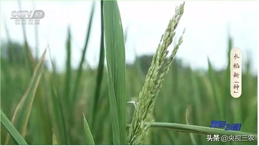 我爱发明|了不起的创造力,正是乡村振兴的“新势力”