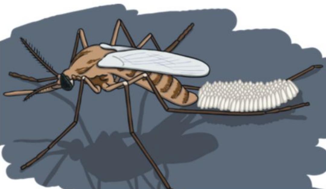 每年杀死人类最多的五种动物,每年杀人最多的六种动物