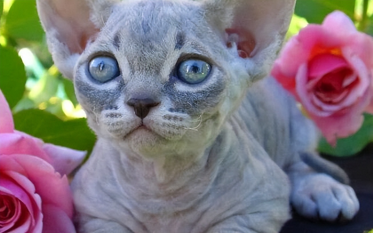 什么品种的猫猫既便宜又好养好看,稀有猫咪品种可饲养