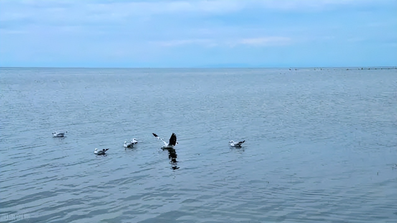 你好这里是呼伦贝尔,海滨藏城鸟鱼天堂