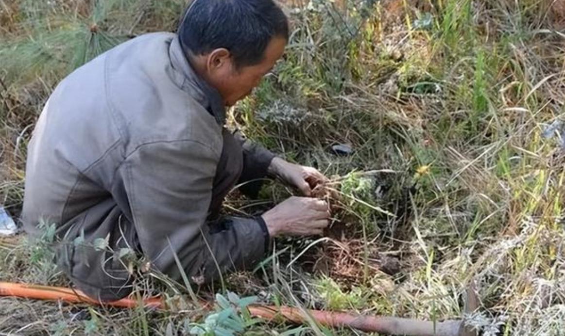 四川老汉挖出250斤人形树根,四川男子挖到人形树根